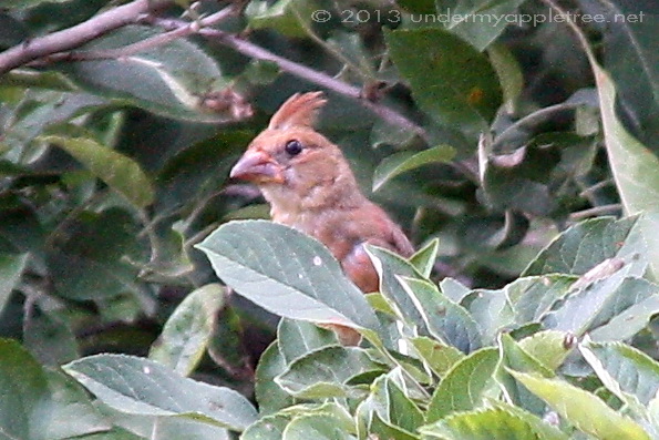Juvenile Cardinal