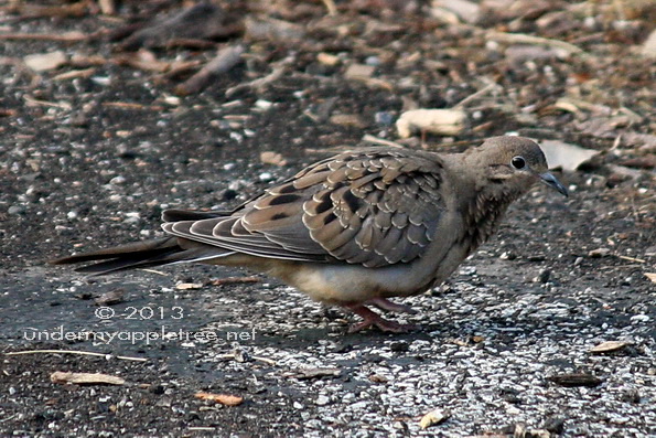 Juvenile Mourning Dove
