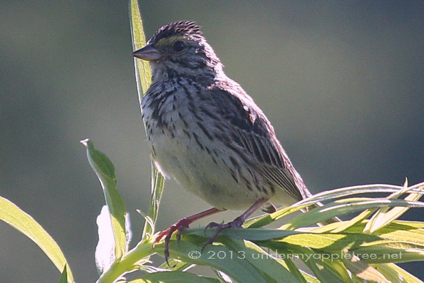 Savannah Sparrow