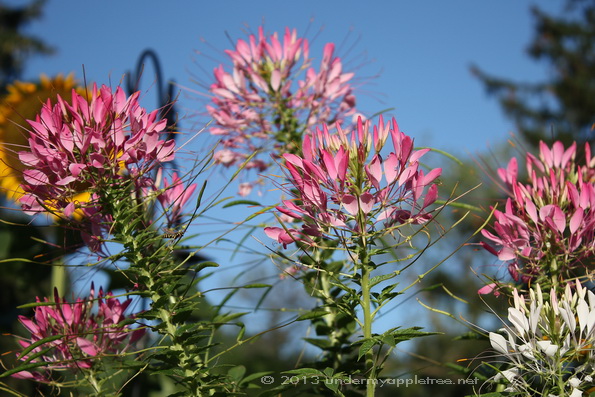 SpiderFlower_IMG_9283