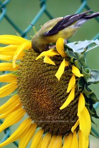 Sunflower-Goldfinch_IMG_9255