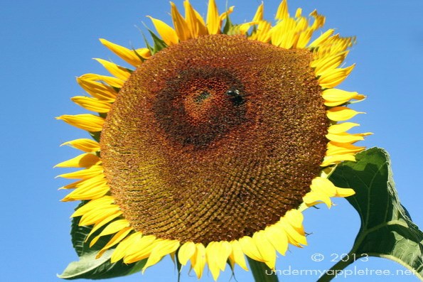 -Sunflower_sml_IMG_9274