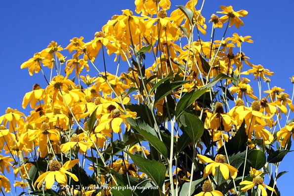 TallYellowConeflower_IMG_9287