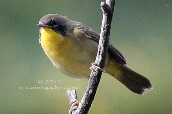 Common Yellowthroat Immature Male