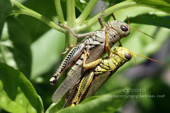 Grasshoppers Mating