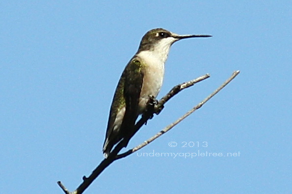 Female Ruby-throated Hummingbird