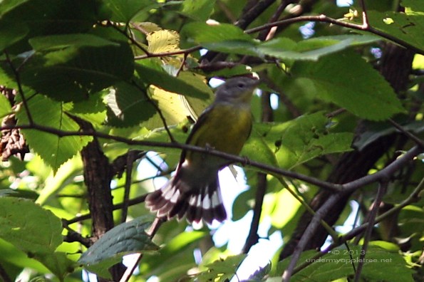 Magnolia Warbler