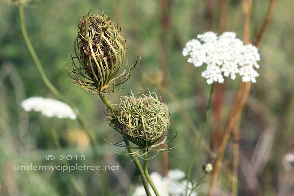 Queen Anne's Lace
