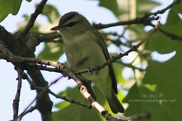 Red-eyed Vireo