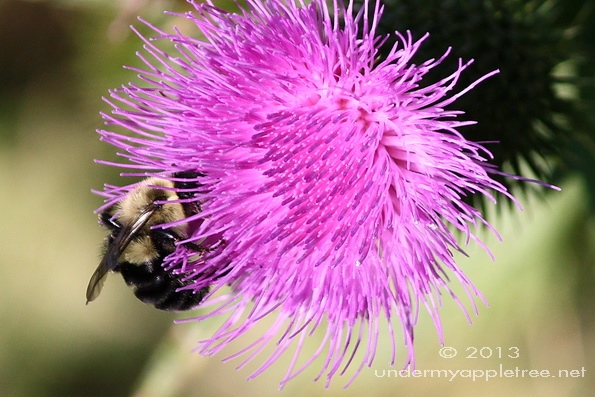 Bee on Canada Thistle