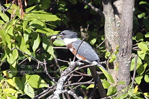 Belted Kingfisher Belted Kingfisher