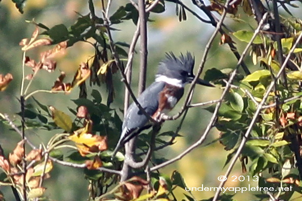 Belted Kingfisher Belted Kingfisher