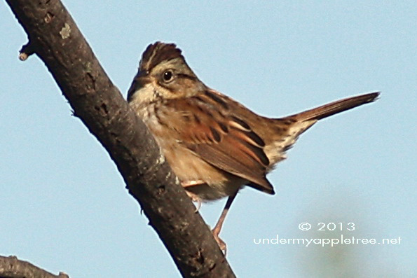 Swamp Sparrow