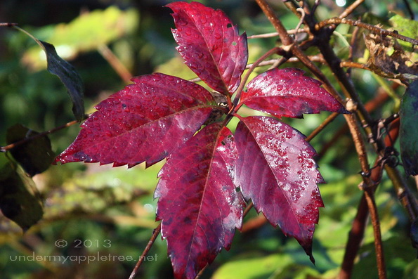 Virginia Creeper