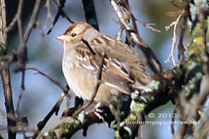 Immature White-crowned Sparrow
