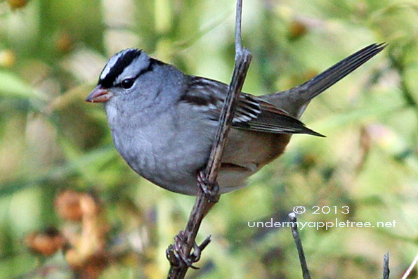 White-crowned Sprarrow