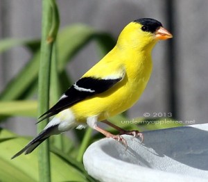 American Goldfinch