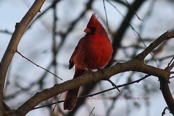 Cardinal_IMG_0393