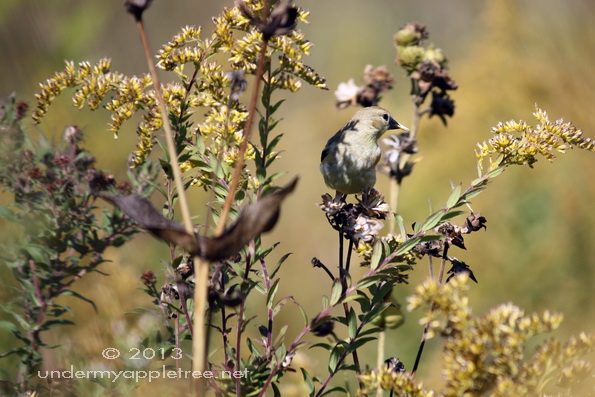American Goldfinch