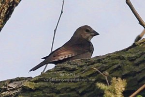 Female Indigo Bunting