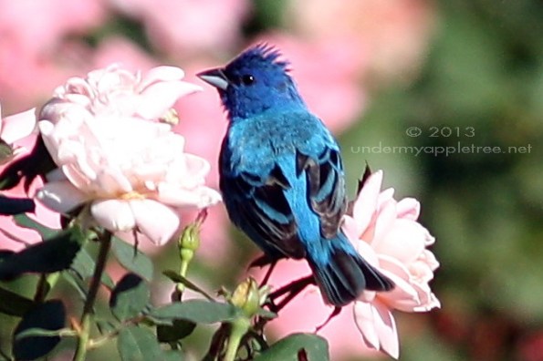 Male Indigo Bunting