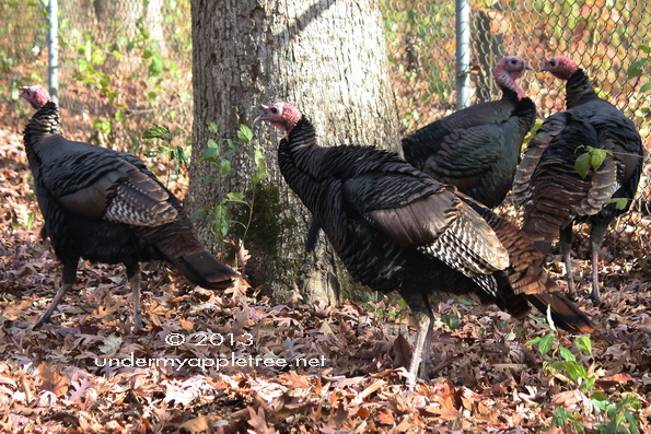 Wild Turkey