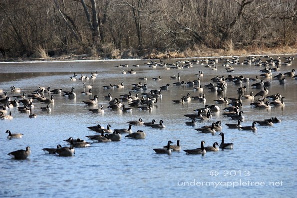 Canada Geese on DuPage River