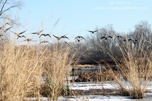 Canada Geese on DuPage River