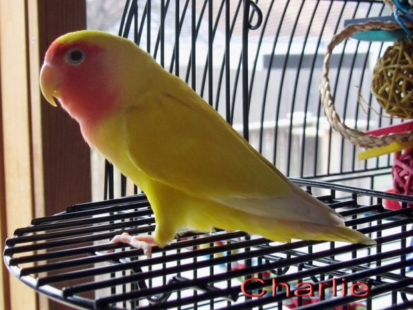 Charlie-sml_IMG_0990