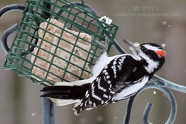 Hairy Woodpecker