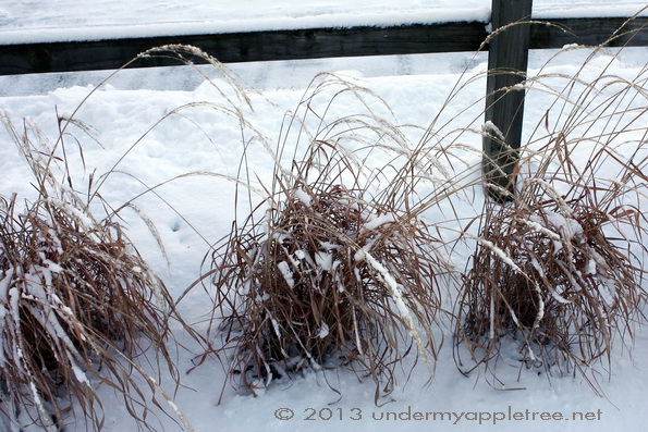 PrairieGrass_IMG_0877