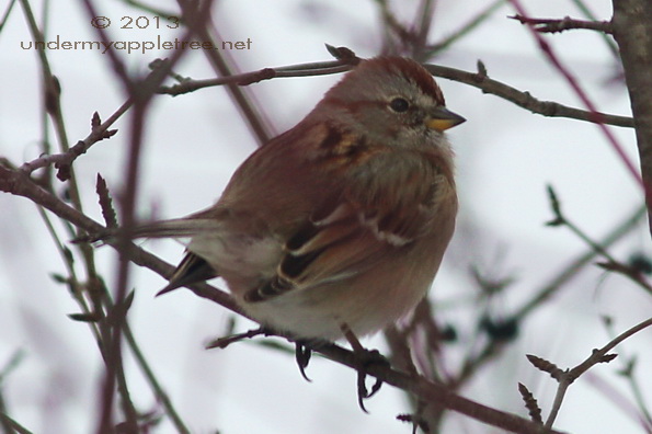 American Tree Sparrow