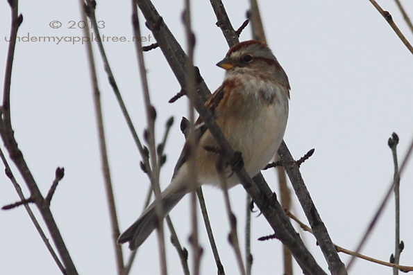 American Tree Sparrow