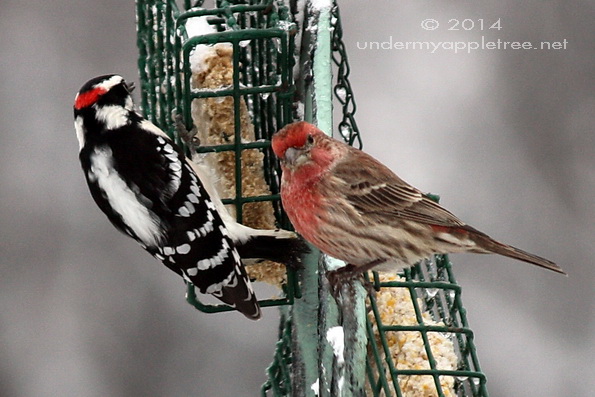 Downy Woodpecker and House Finch