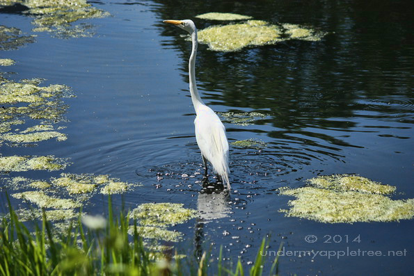 Great White Egret
