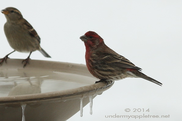 House Finch on Birdbath
