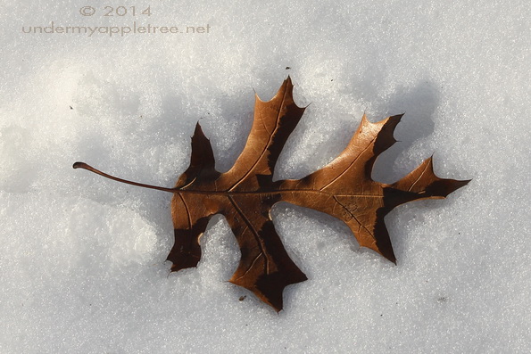 Oak Leaf