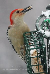 Red-bellied Woodpecker