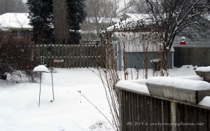 SnowyYard_IMG_1054