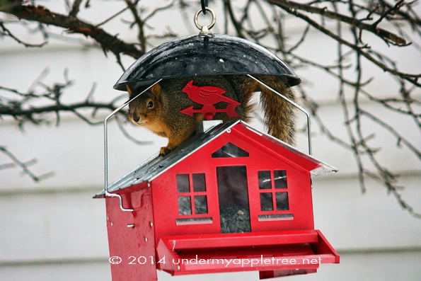Squirrel_Feeder-sml_IMG_0776