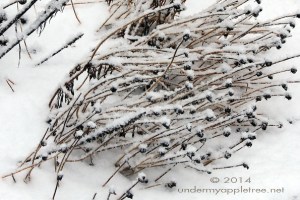 WinterGarden_IMG_0619