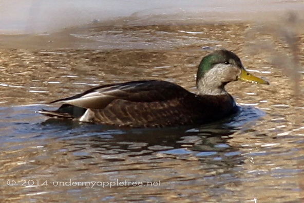 Hybrid American Black Duck