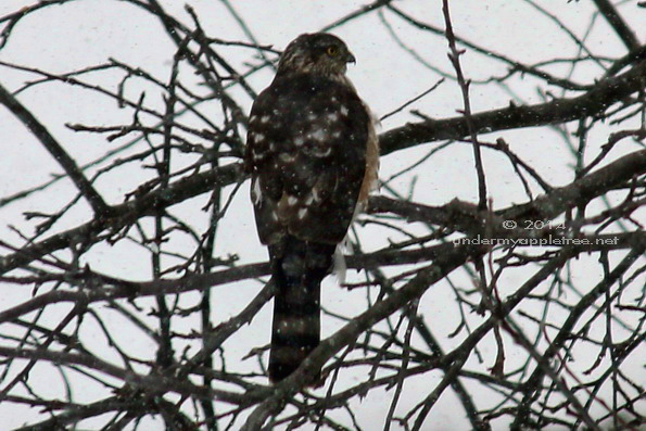 Coopers Hawk