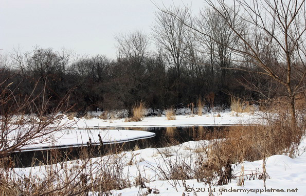 DuPage River - Churchill Woods_IMG_0599