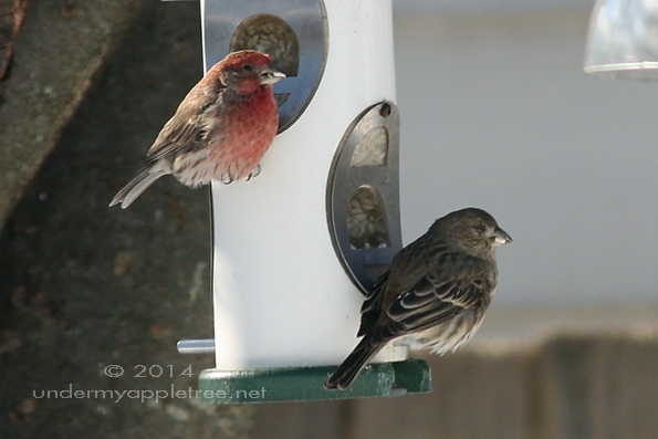 House Finch