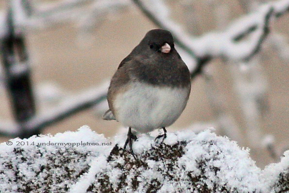 Dark-eyed Junco