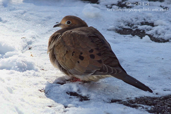 Mourning Dove
