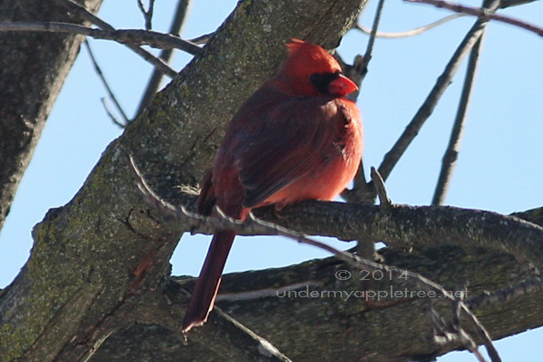 Northern Cardinal