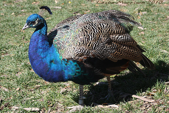 Indian Peacock