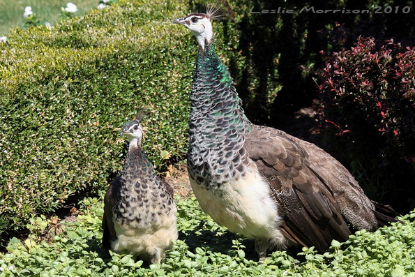 Peahen and chick